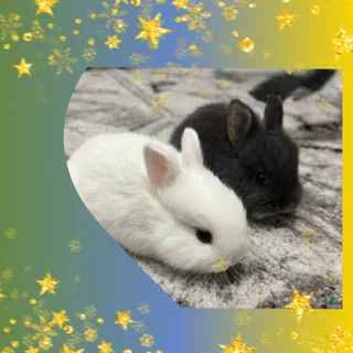 2 lovely color dwarf rabbits