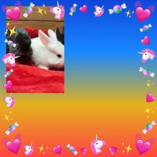 Last incredible dwarf rabbit