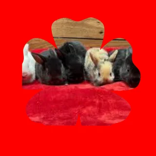 Favorite dwarf rabbit