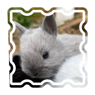 Gentle loving creatures dwarf rabbit for sale