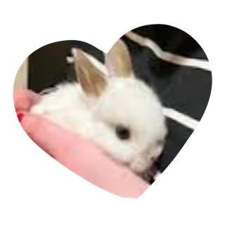 Mystical dwarf rabbit in color