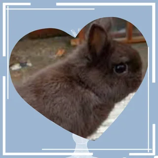 Loving dwarf rabbit