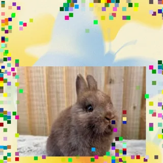 Greatest pet to have dwarf rabbit