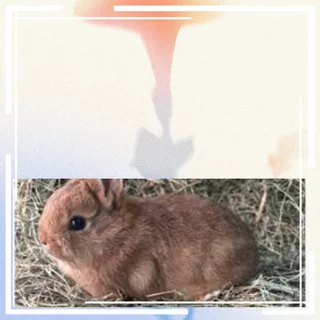 Amazing dwarf rabbits best behavior