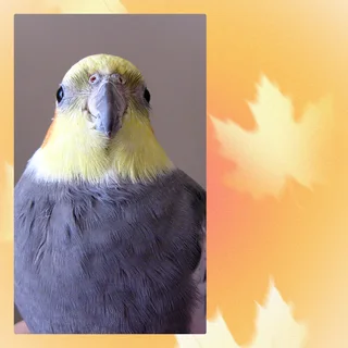 Cockatiel - Ad Posted By Jodasche