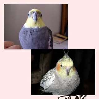 Lovely healthy cockatiel pair