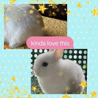 Last cute dwarf rabbits