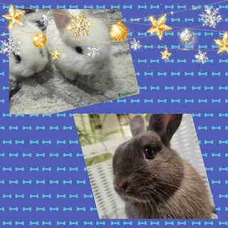 Lovely amazing Dwarf rabbit