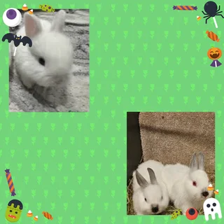 Lovely healthy dwarf rabbits