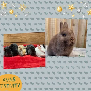 Wonderful healthy dwarf rabbits