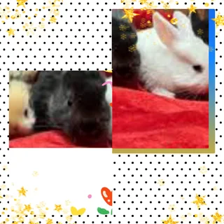 Ideal pet for all ages dwarf rabbits