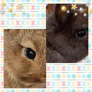 Really cute dwarf rabbits