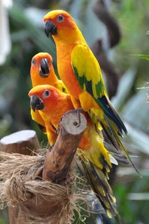 Beautiful colorful birds available for sale