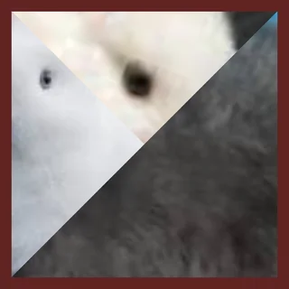 Two gorgeous dwarf bunny rabbits