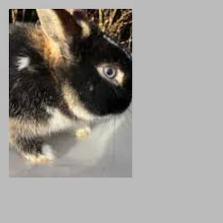 Easy care dwarf rabbits