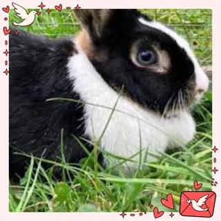 New Year Dwarf rabbits