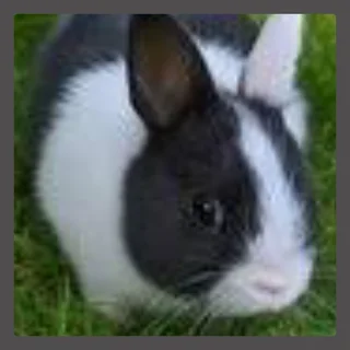 Great pets dwarf rabbits