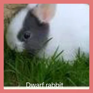 An amazing dwarf rabbit