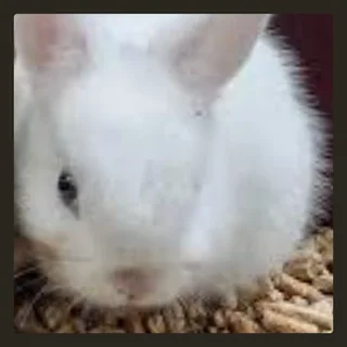 Incredible size rabbits Dwarfs