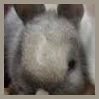 An amazing experience to own a dwarf rabbit dwarf rabbits for sale