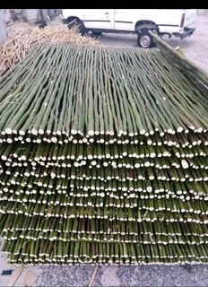 Bambo and wood fancing