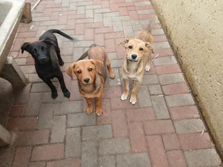 Puppies - Ad posted by mava silinga