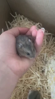 Dwarf hamsters