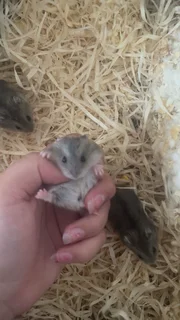 Dwarf hamsters