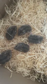 Dwarf hamsters
