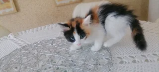 Calico white kittens