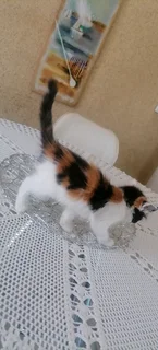 Calico white kittens