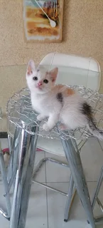 Calico white kittens