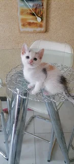 Calico white kittens