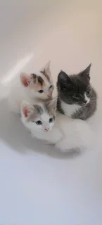 Calico white kittens