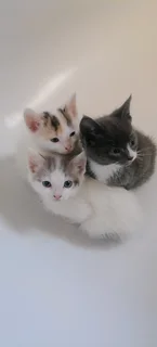 Calico white kittens