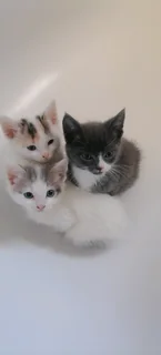 Calico white kittens