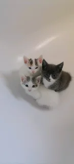 Calico white kittens