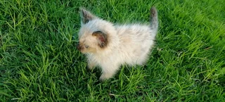 Ragdol Siamese Kittens