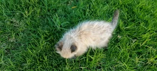 Ragdol Siamese Kittens