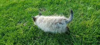 Ragdol Siamese Kittens