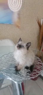 Ragdol Siamese Kittens