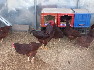 Purebred Heritage Rhode Island Red Chicks