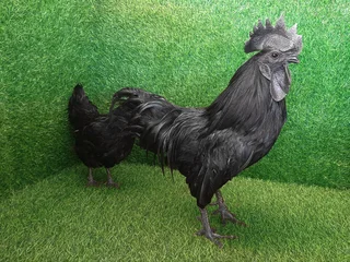 Ayam Cemani chicks