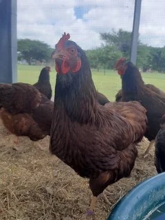 Purebred Heritage Rhode Island Red Chicks