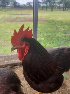 Purebred Heritage Rhode Island Red Chicks