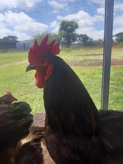 Purebred Heritage Rhode Island Red Chicks