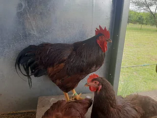 Purebred Heritage Rhode Island Red Chicks