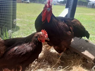 Purebred Heritage Rhode Island Red Chicks