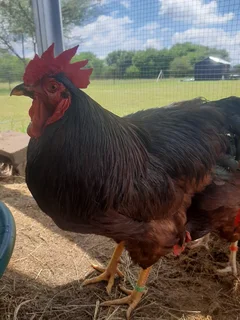Purebred Heritage Rhode Island Red Chicks