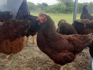 Purebred Heritage Rhode Island Red Chicks